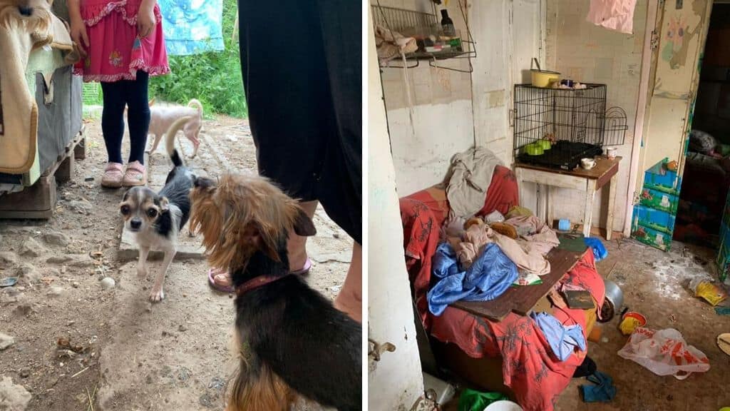 Bimba di 6 anni vive in un canile sotterraneo tra escrementi e rifiuti: salvata dalla polizia