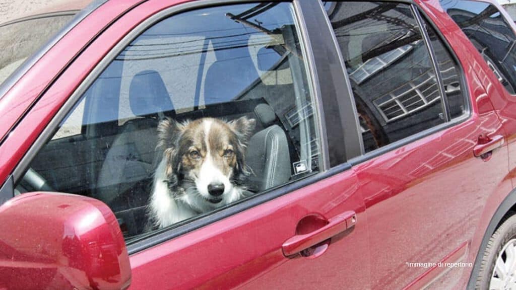 Cane lasciato in macchina Immagine di repertorio