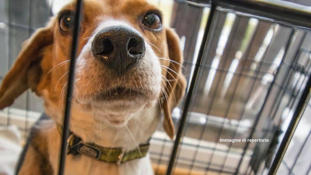 Il ministro Grillo crea un gruppo di lavoro sui metodi alternativi ai test sugli animali nella ricerca scientifica (Immagine di repertorio)