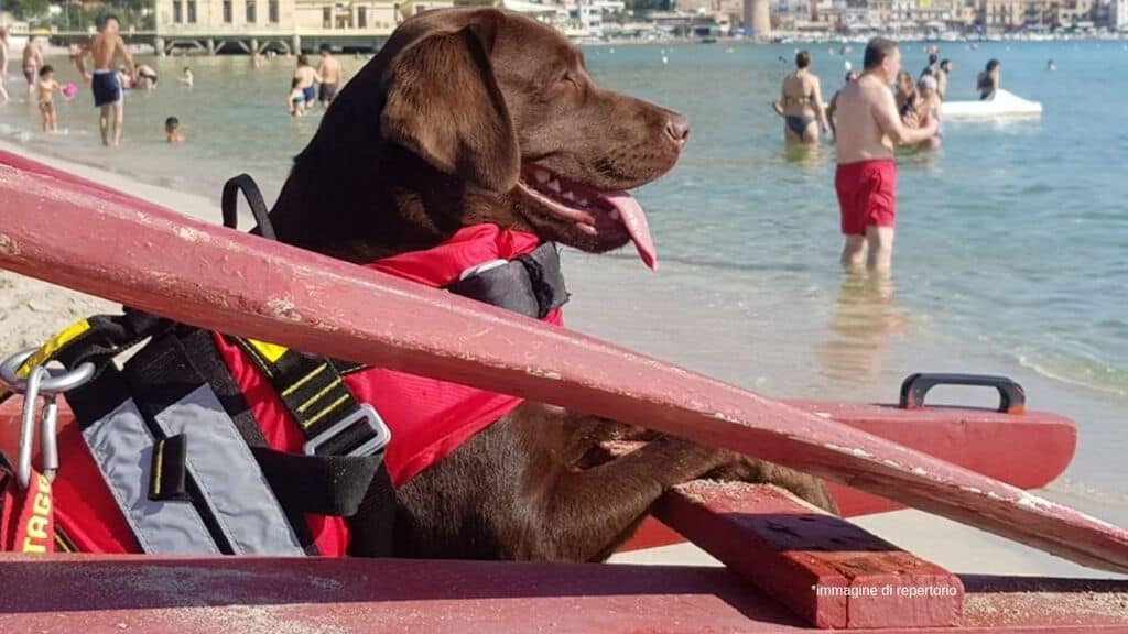 Scuola Italiana Cani Salvataggio