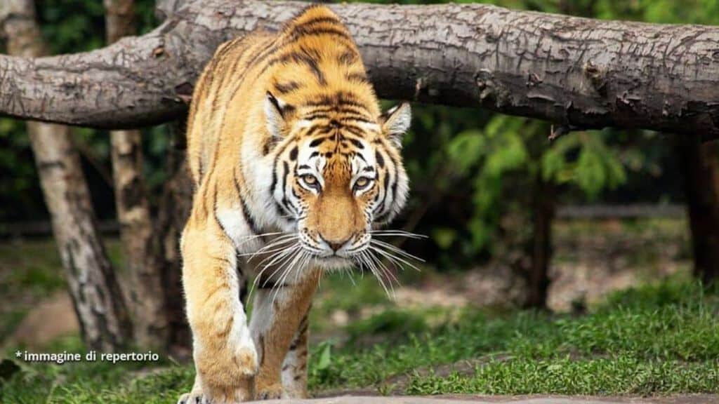 Tigre immagine di repertorio