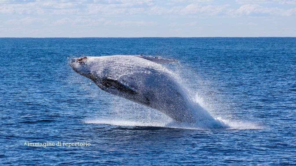 balena che esce dall'acqua