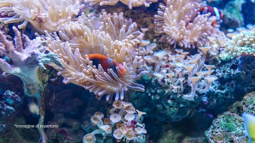 una barriera corallina con degli anemoni