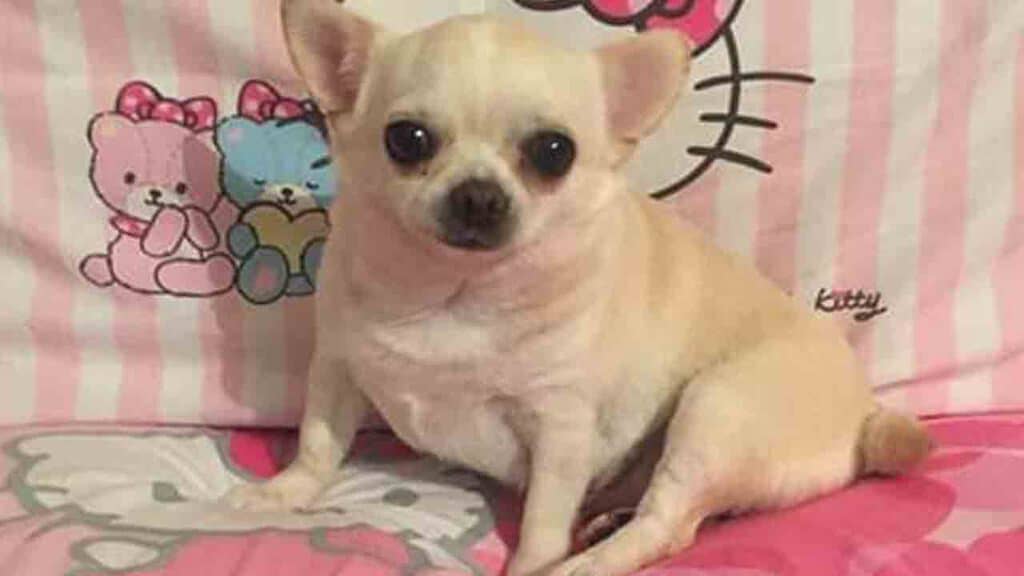 cagnolina Tiffany