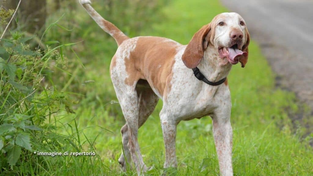 esemplare di cane bracco