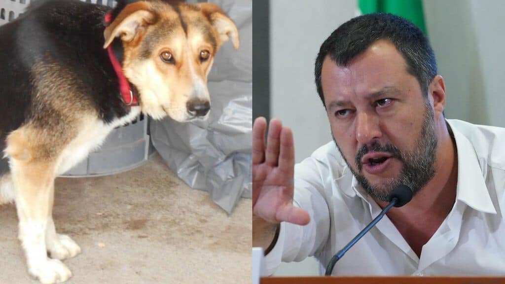 uno dei cani adottabili a mineo e il ministro salvini