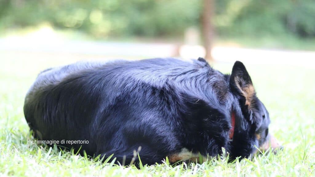cane che aspetta