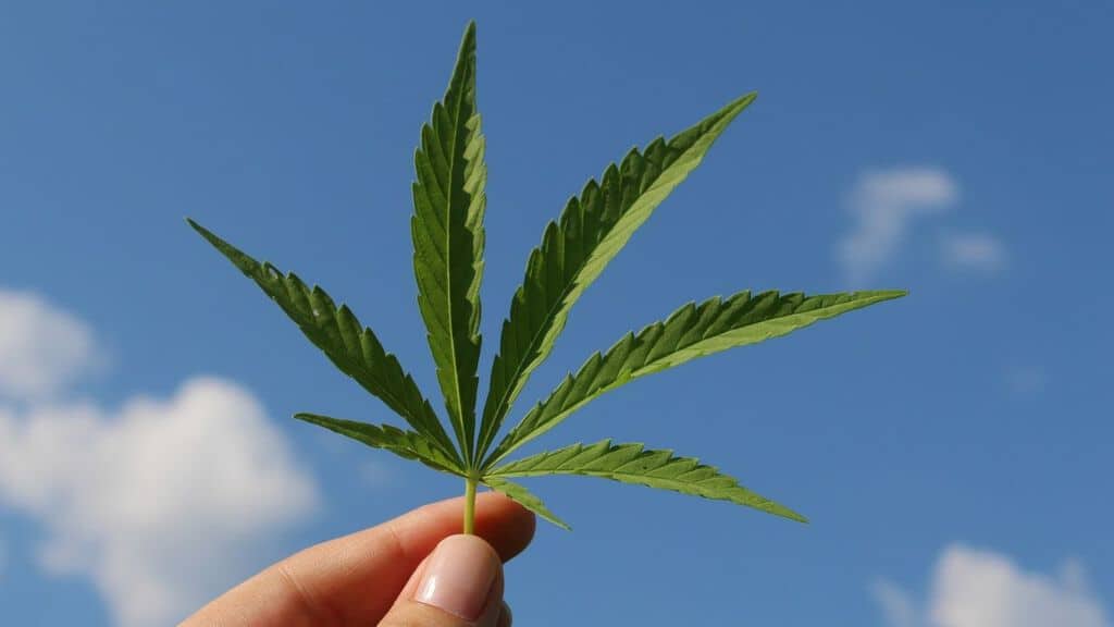 cannabis