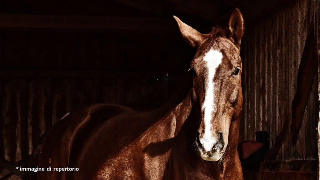 cavallo