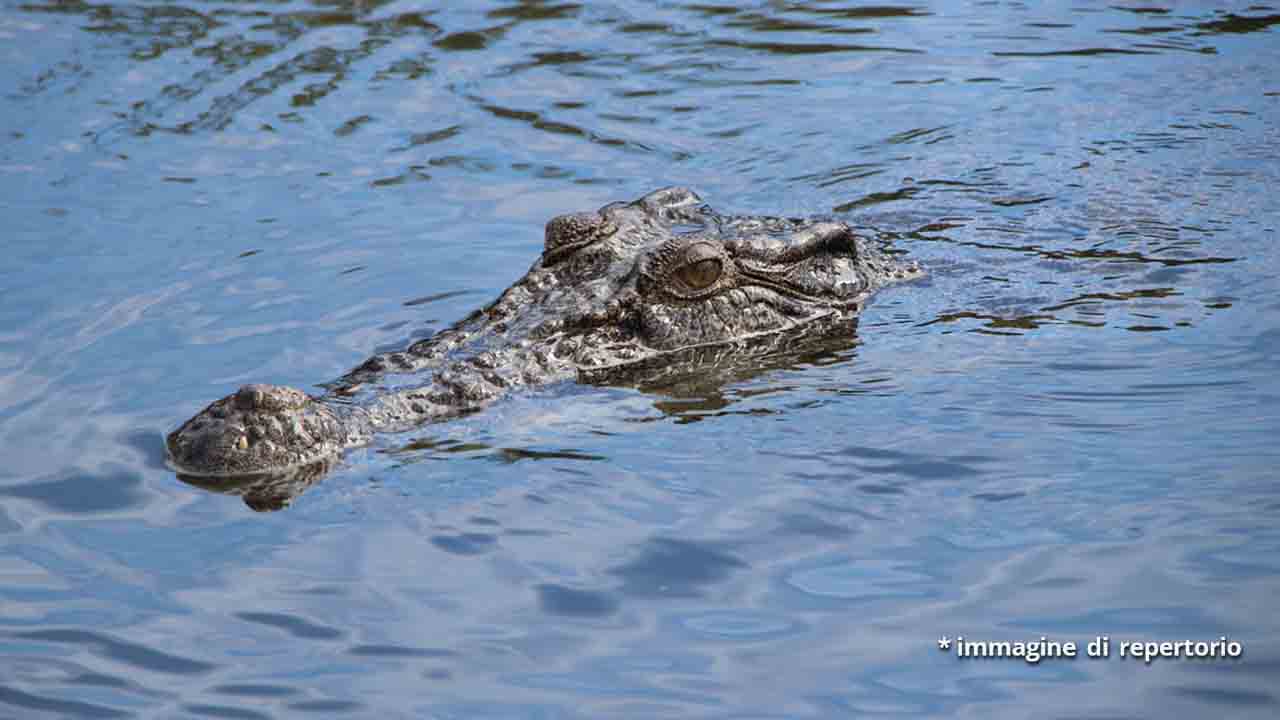 coccodrillo in acqua