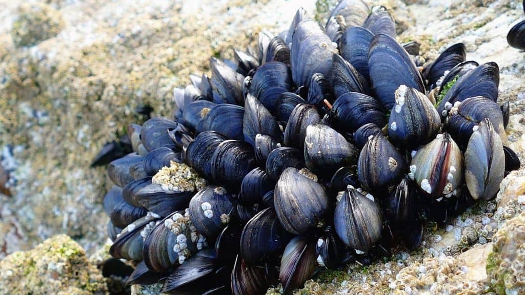 cozze sullo scoglio