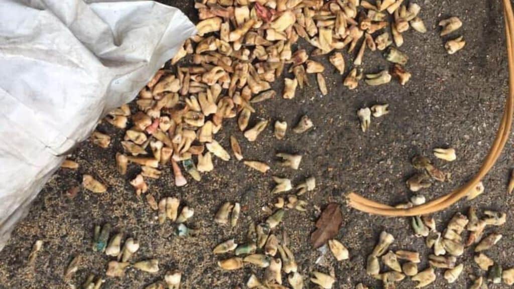 denti umani tra i rifiuti a roma