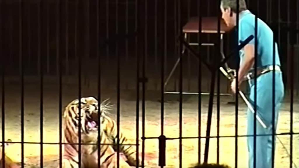 domatore tigre