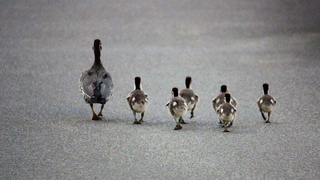famiglia di anatroccoli