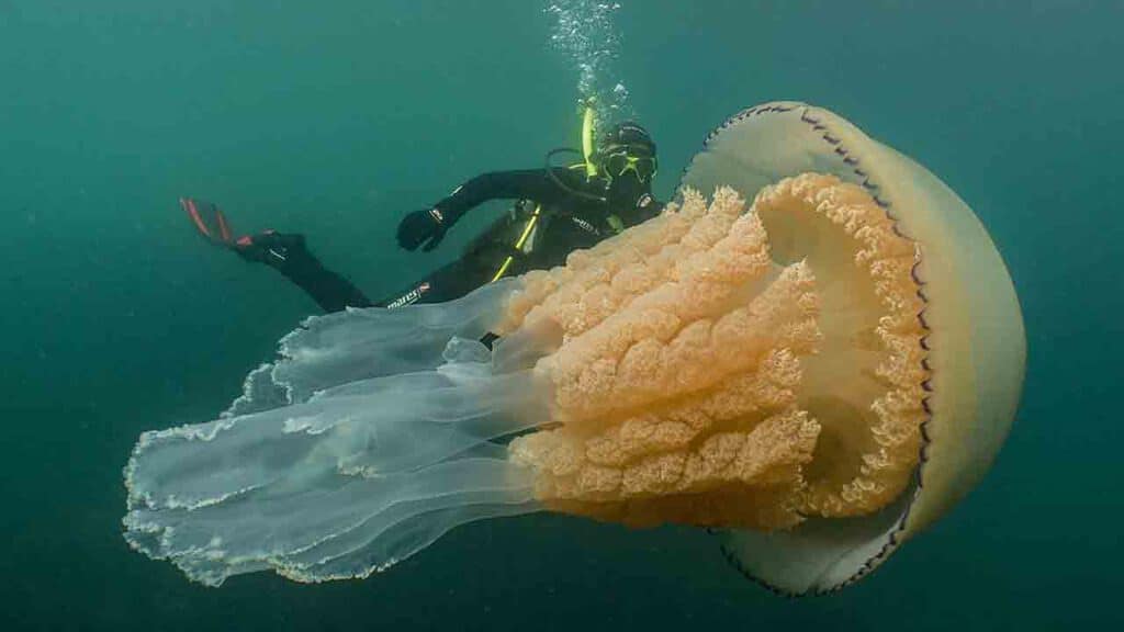 Lizzie Daly e la medusa gigante