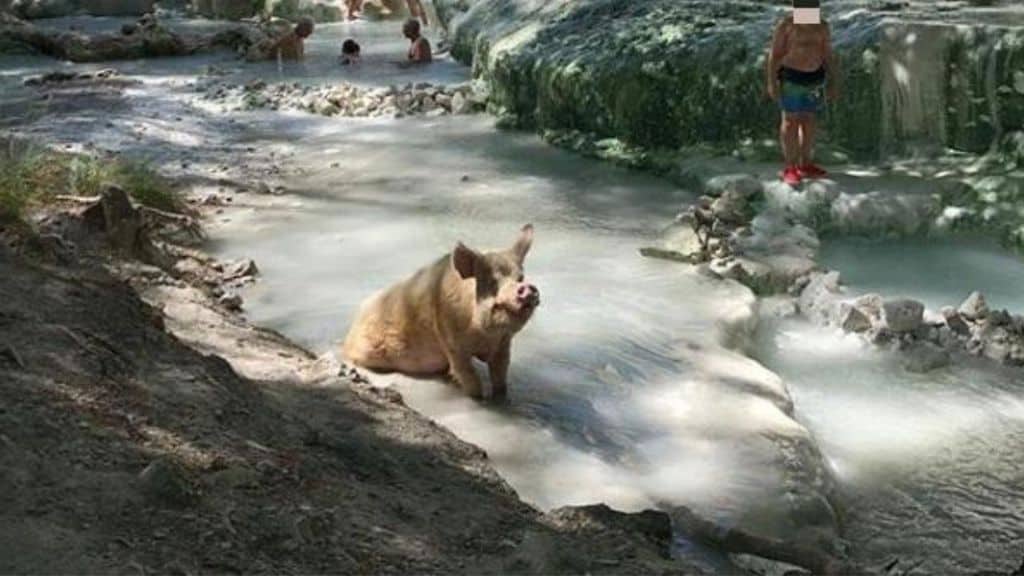 Maiale alle terme