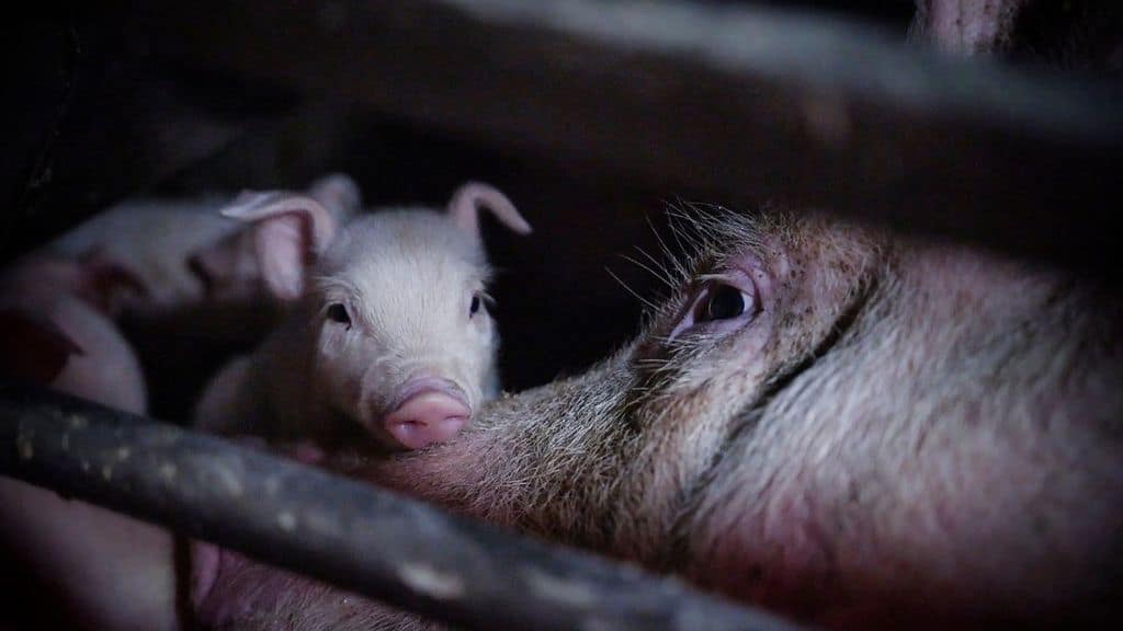 un maialino e una scrofa all'interno dell'allevamento