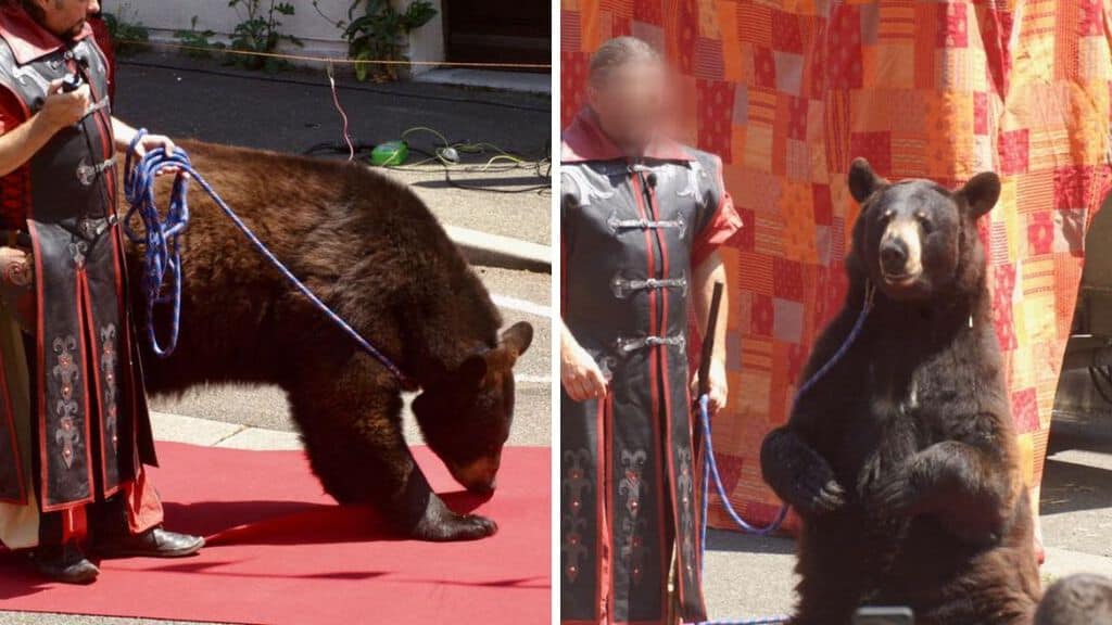 orso Valentino
