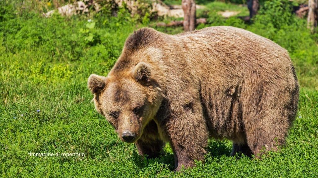 orso sul prato