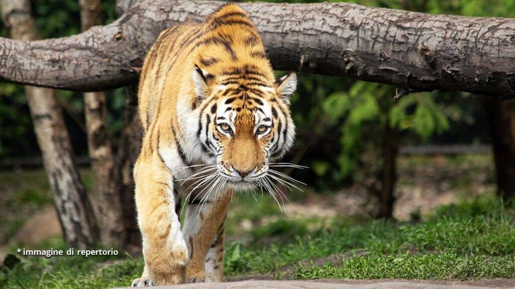 tigre