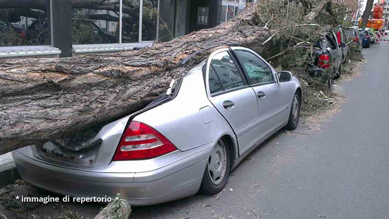 tronco d'albero su auto