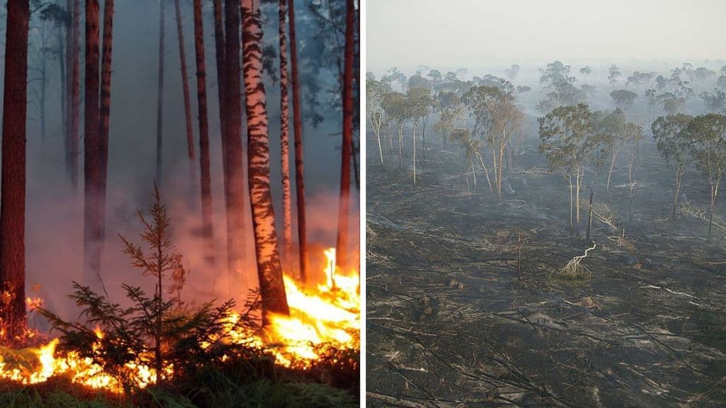 Incendi Siberia, Disboscamento Amazzonia Greenpeace