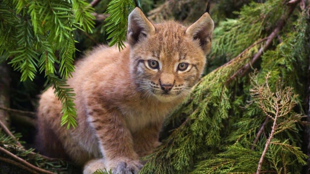 lince europea