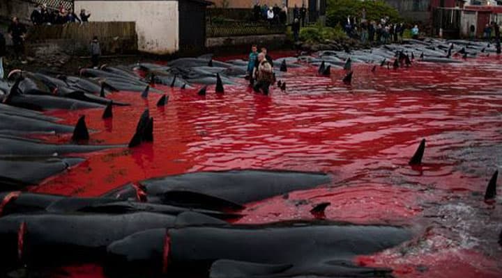 balene uccise alle Isole Faroe