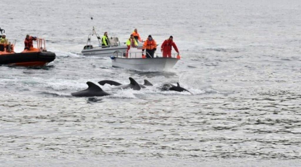 caccia alle balene alle isole faroe