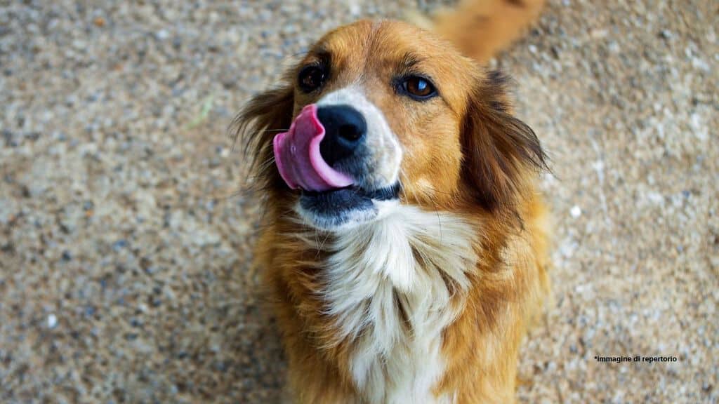 un cane
