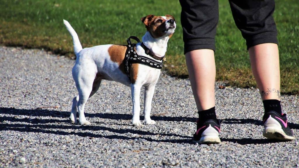un cane ai piedi della padrona per strada
