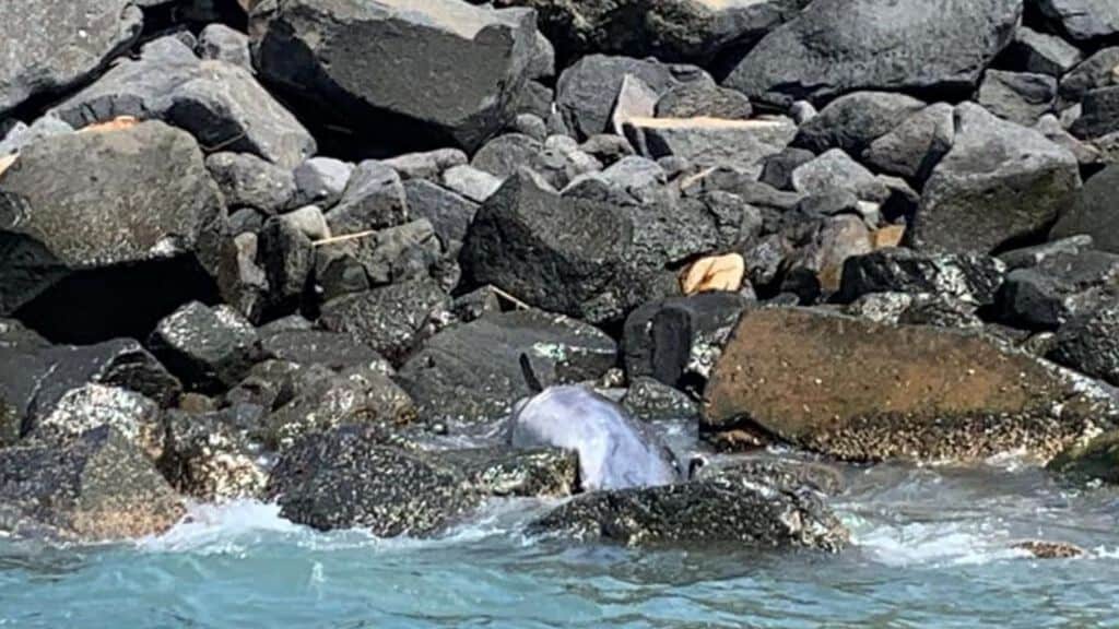 delfino-morto-ostia-onlus-oceanomare