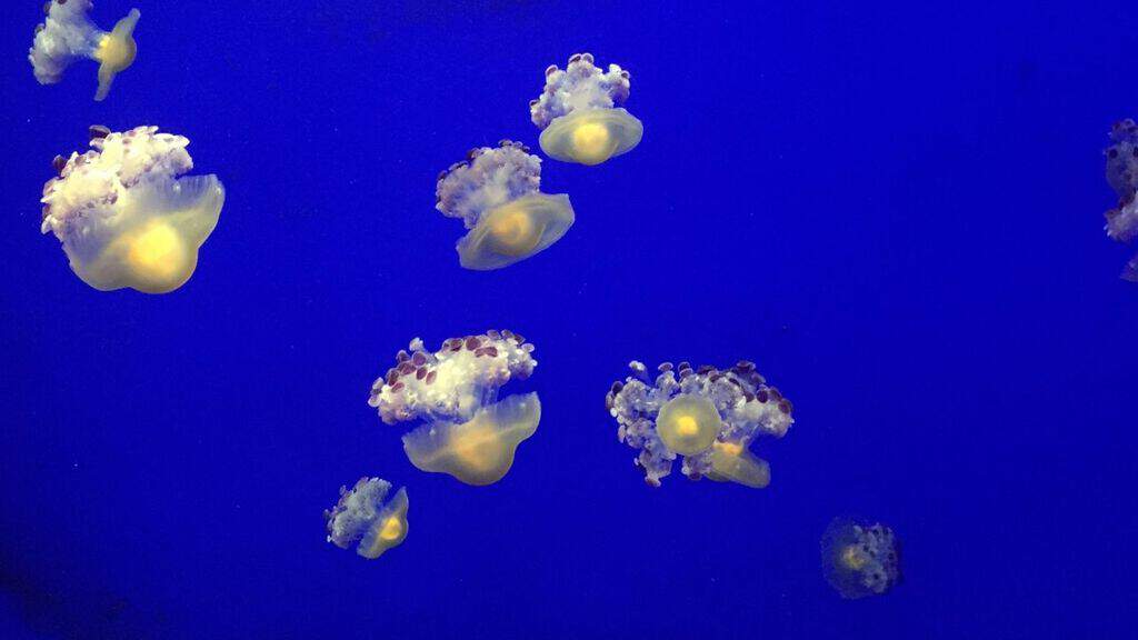 meduse che galleggiano