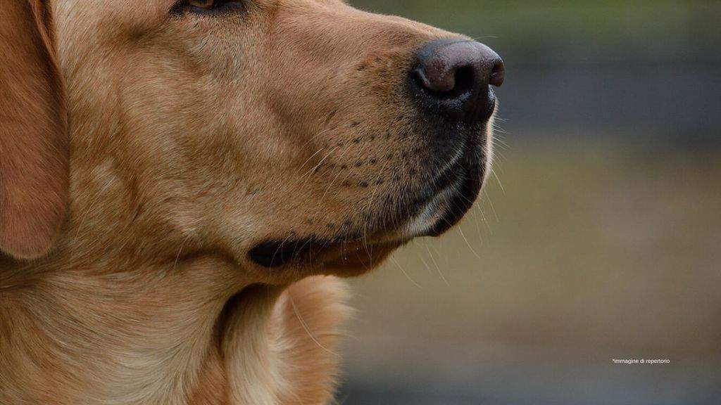 muso di un labrador beige