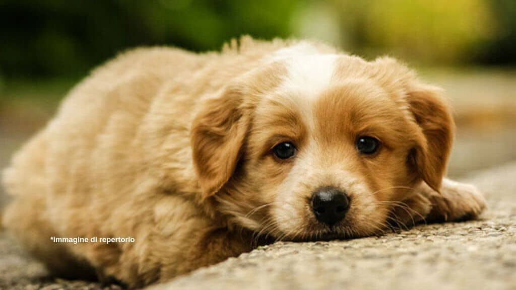 Cucciolo cane maltrattato immagine di repertorio