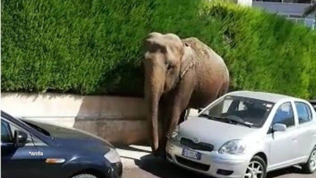 L'elefante che si aggira tra le vie di Francavilla Fontana in Puglia. Fonte: Ansa