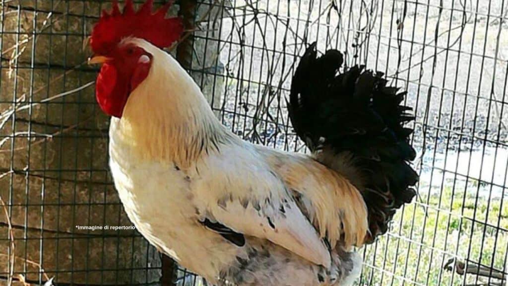 Gallo nel pollaio Immagine di repertorio