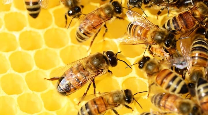 api in alveare