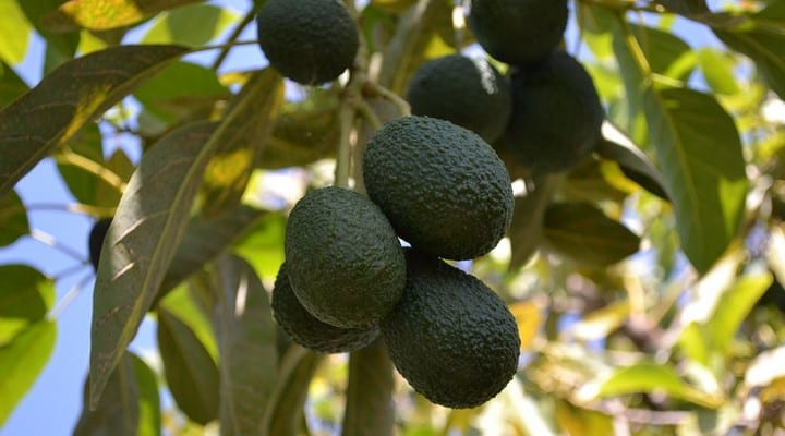avocado