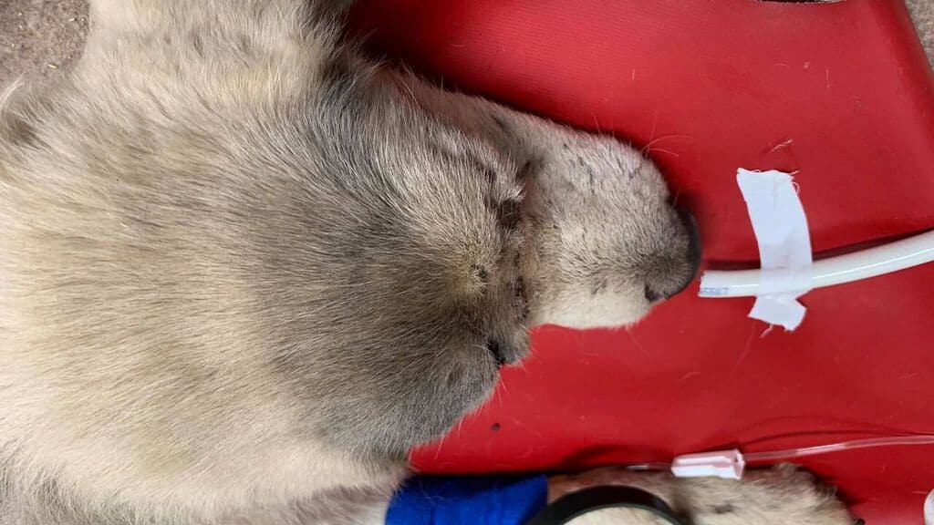 il cane ignazio ricoverato