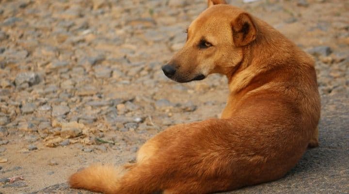Un cane