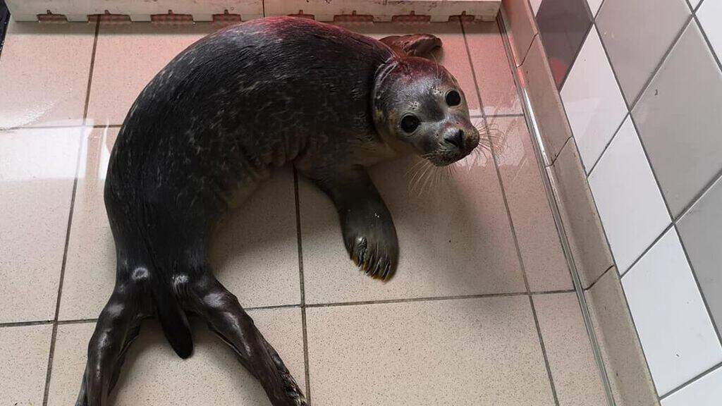 cucciolo di foca laetitia