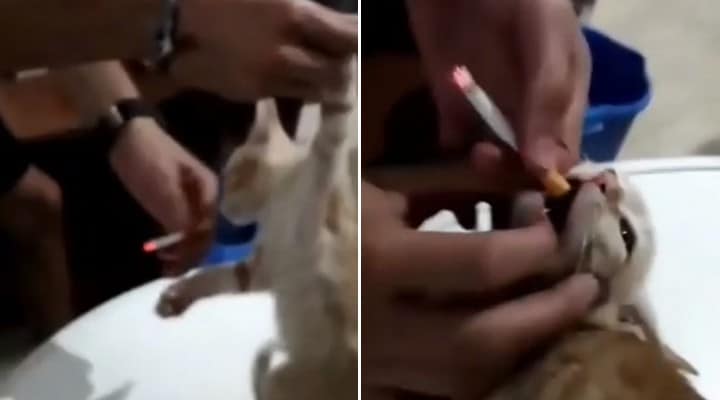 maltrattamenti, gattino, El Ejido