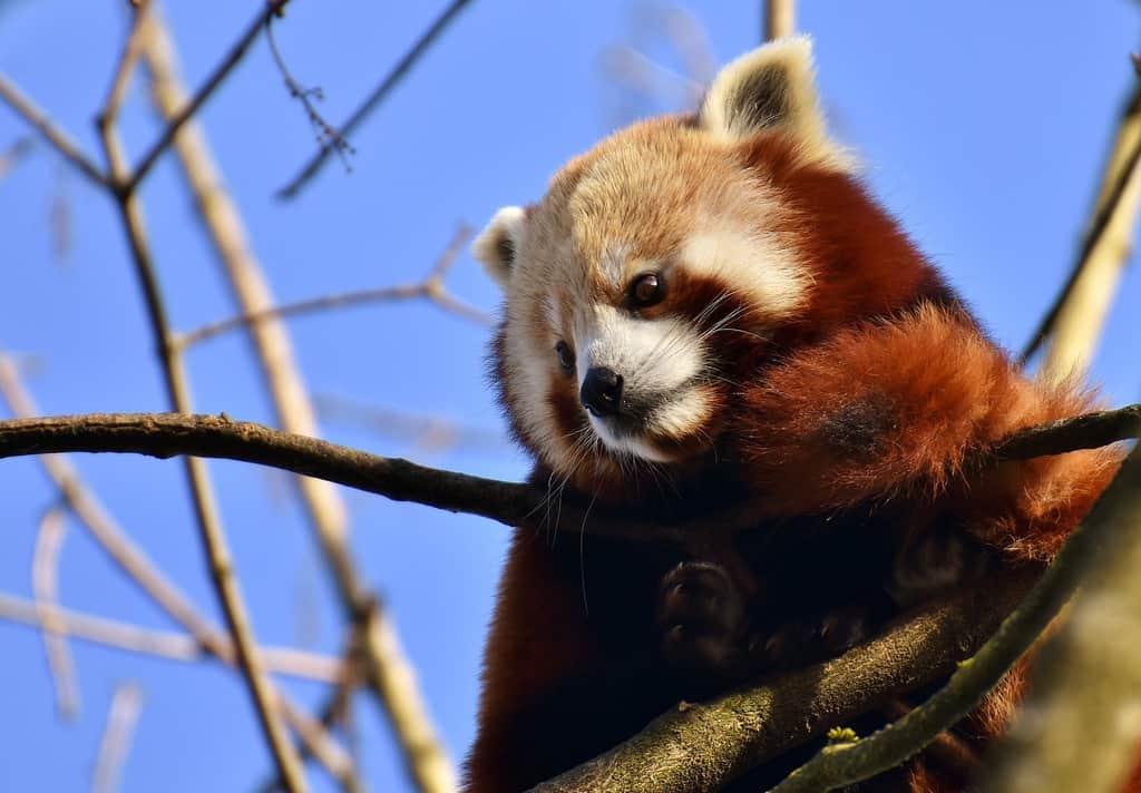 Panda Rosso A Rischio Di Estinzione Un Intera Specie In Pericolo