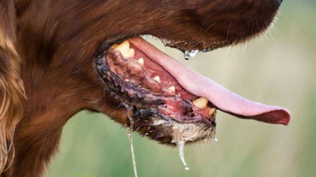 muso di un cane con la saliva