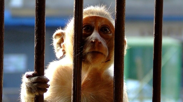 Cuccioli di scimmia sottratti alle madri per finire nei laboratori: la denuncia