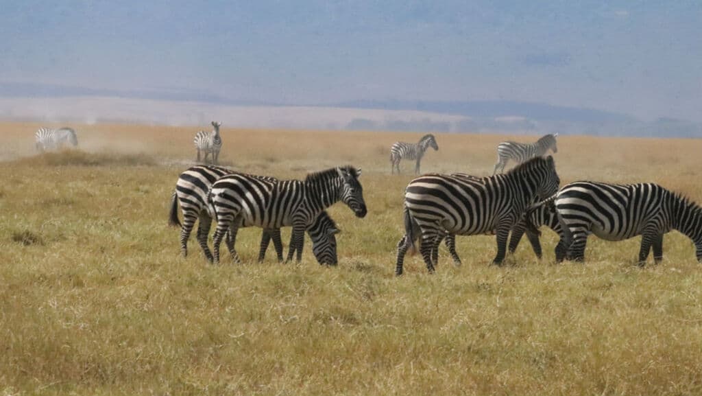 zebre che pascolano