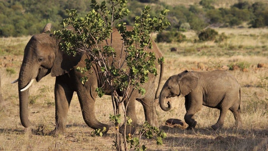 Elefanti africani