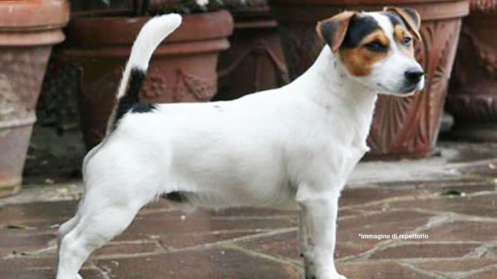 Jack Russell Immagine di repertorio