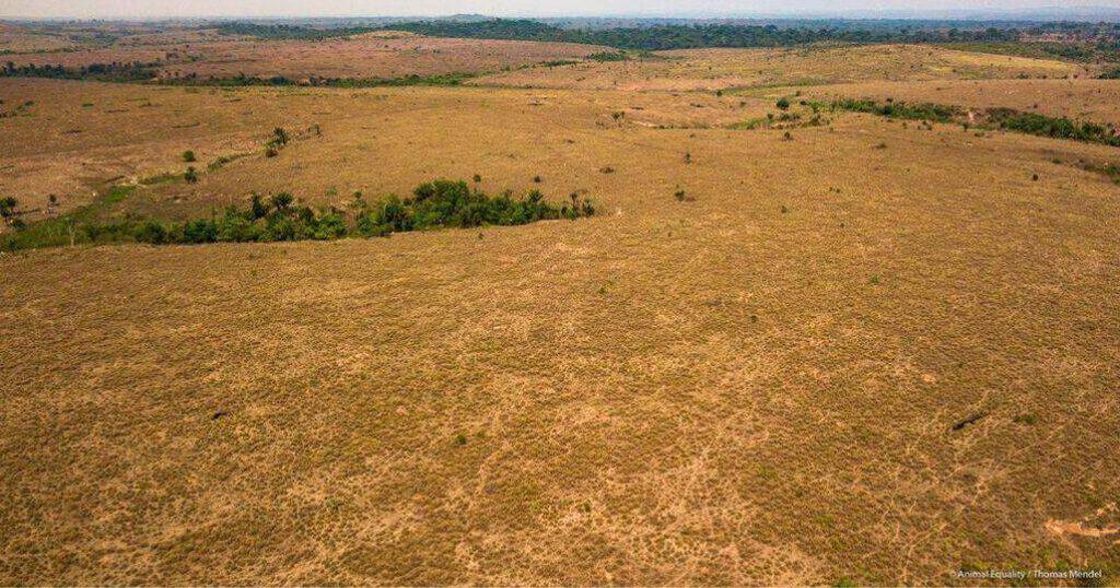 terreno disboscato in amazzonia